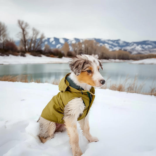 About time/ the best dog tracker/cat gps/Pet tracker